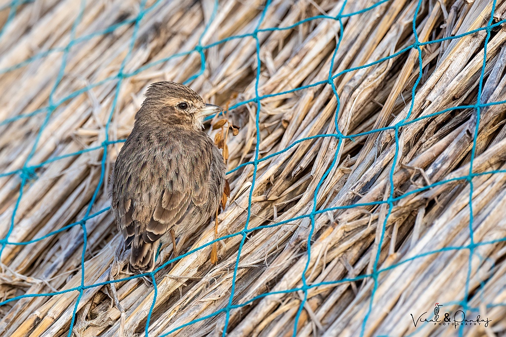 Sand Lark